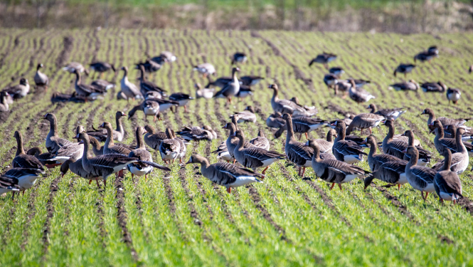Sējas zosis uz lauka