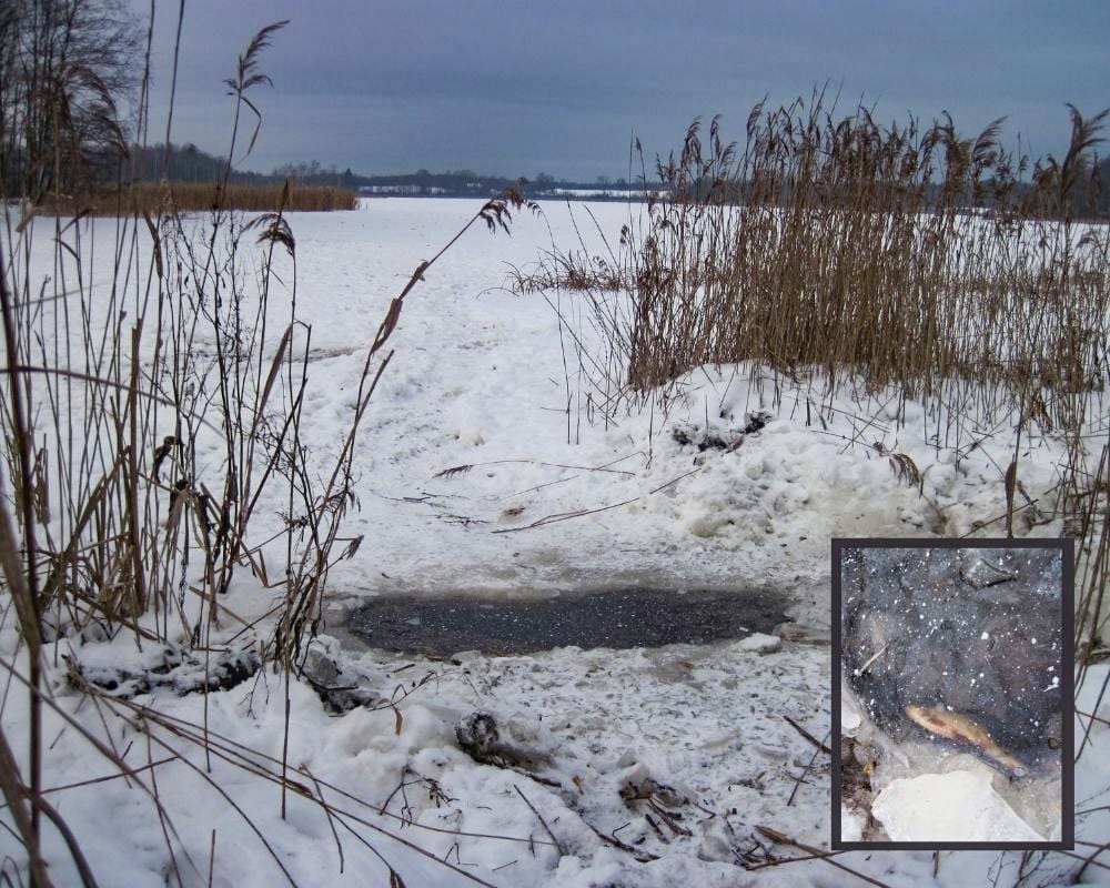 Zivju slāpšana Bižas ezerā. Andrupenes pagasts. 2019. Foto: Ivars Leščinskis