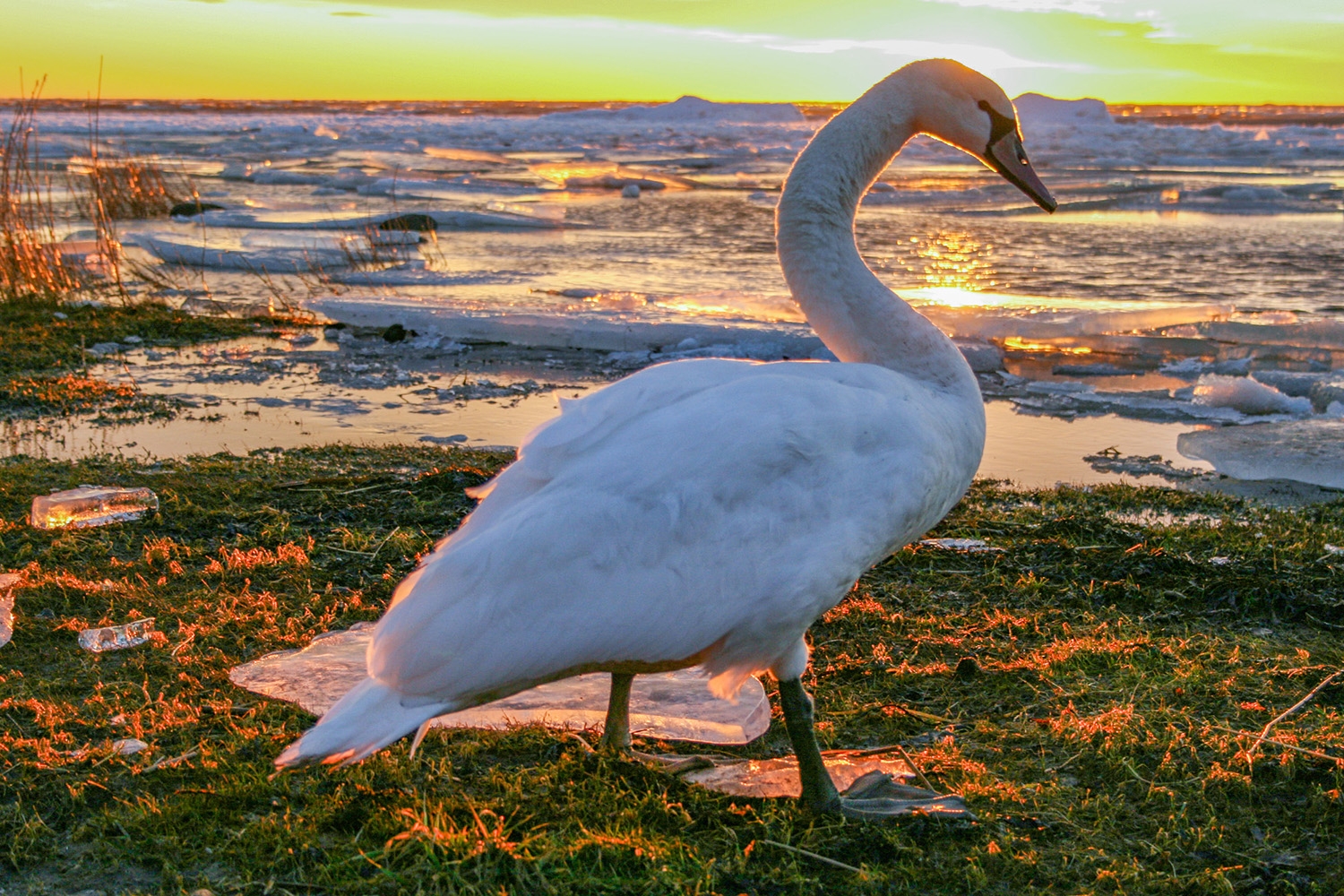 Jūras piekraste. Foto: Andris Soms