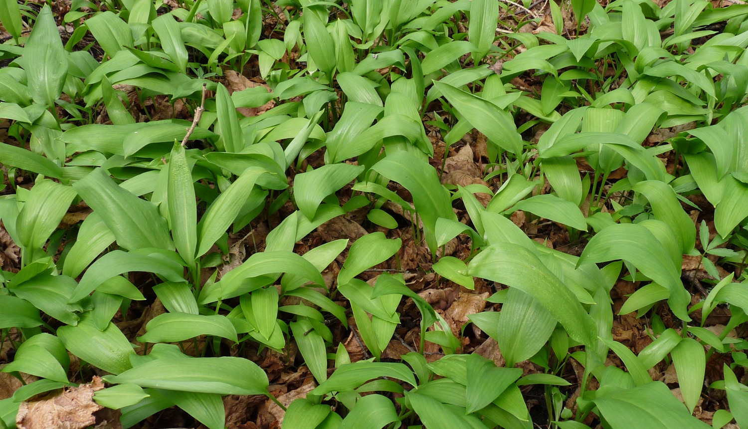 Laksis (Allium ursinum)