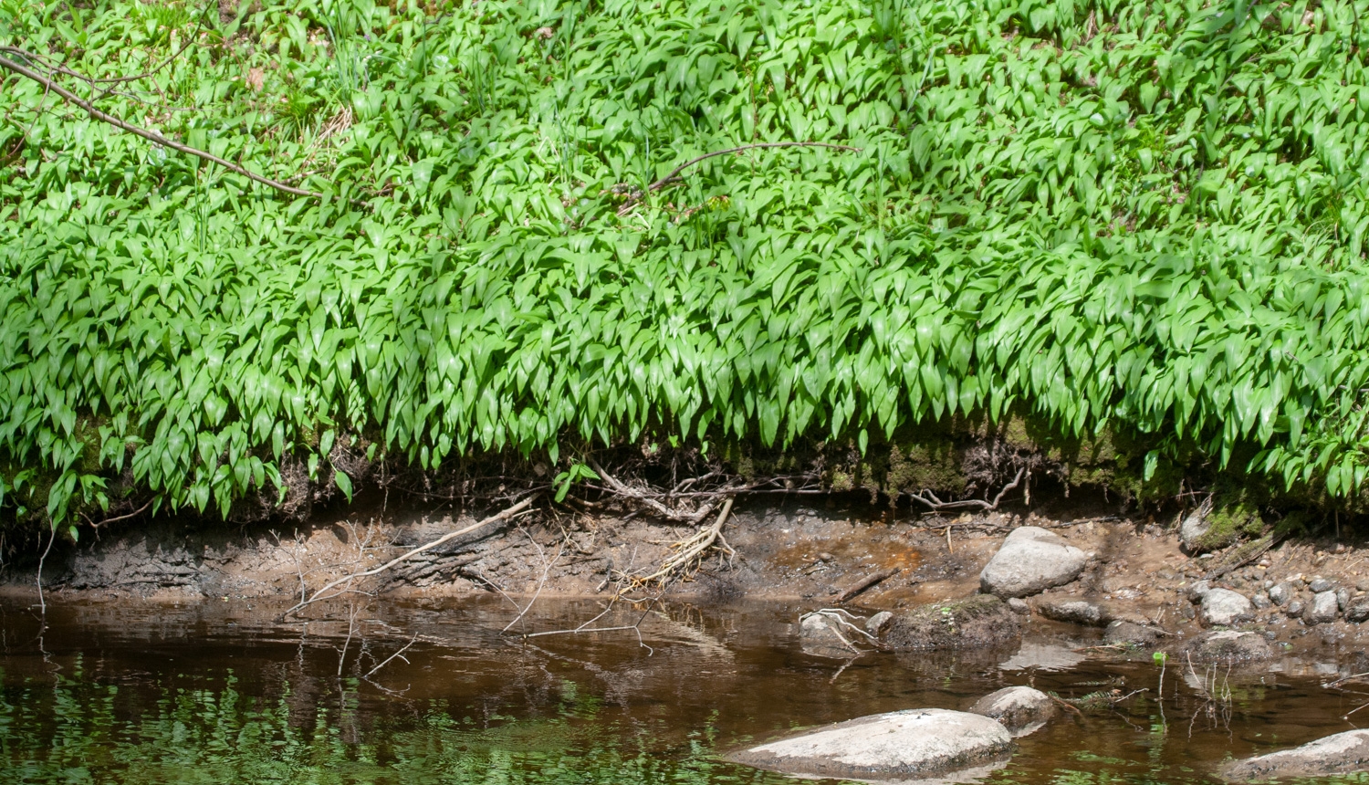 Laksis (Allium ursinum)