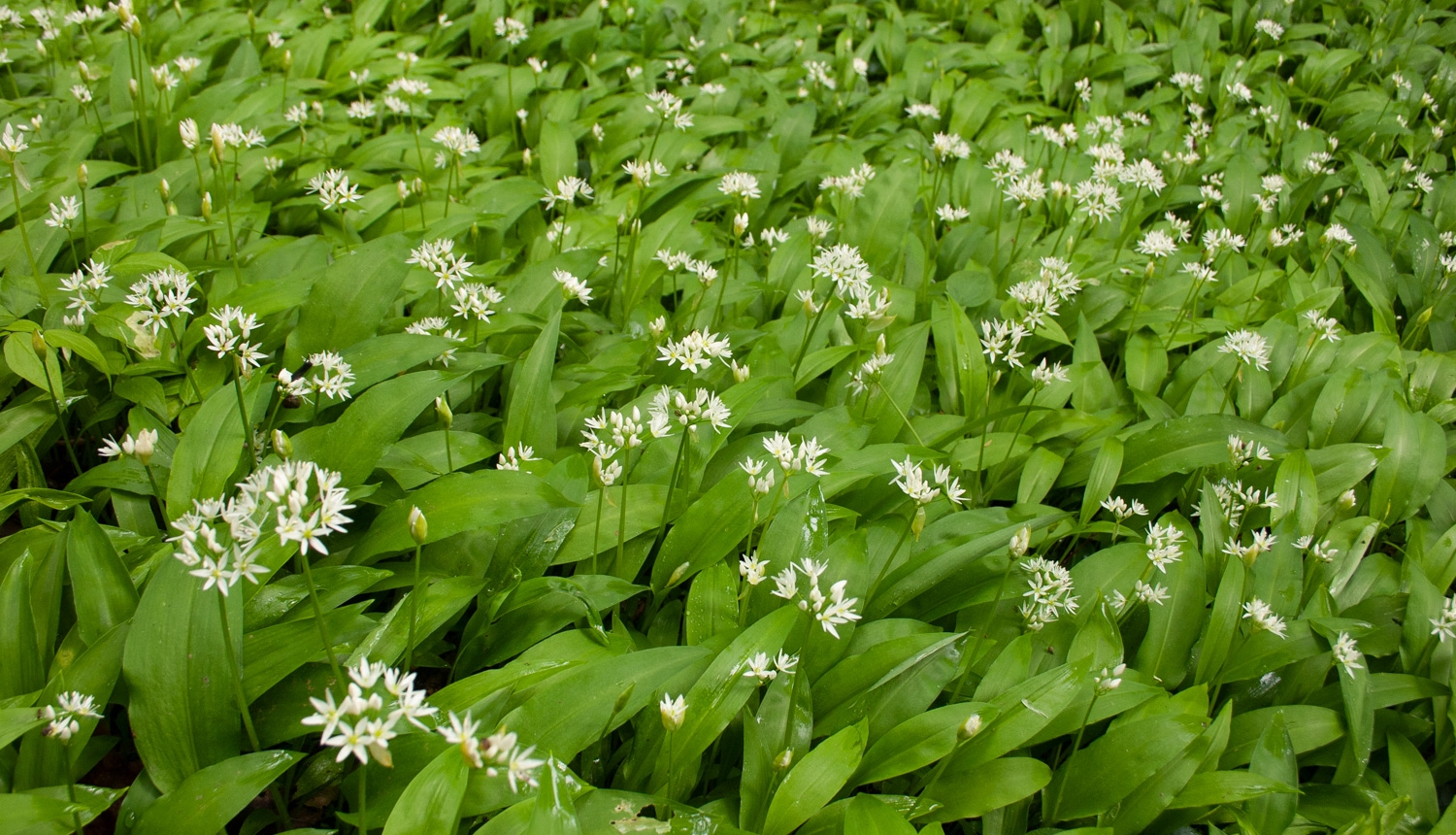 Laksis (Allium ursinum)