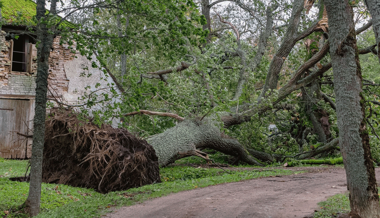 Vētrā nolauzts dižkoks 2023