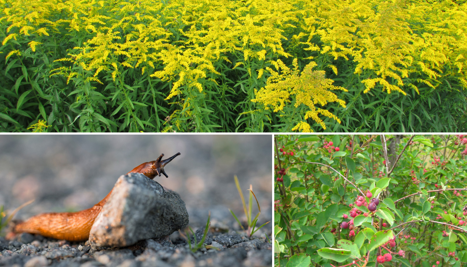Invazīvās sugas - Kanādas zeltslotiņa, Spānijas kailgliemezis, puķu sprigane