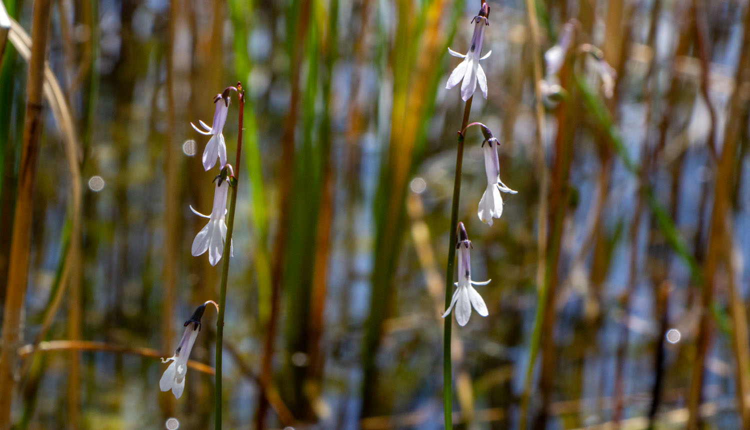 Augs ar ziediem - Dortmaņa lobēlija