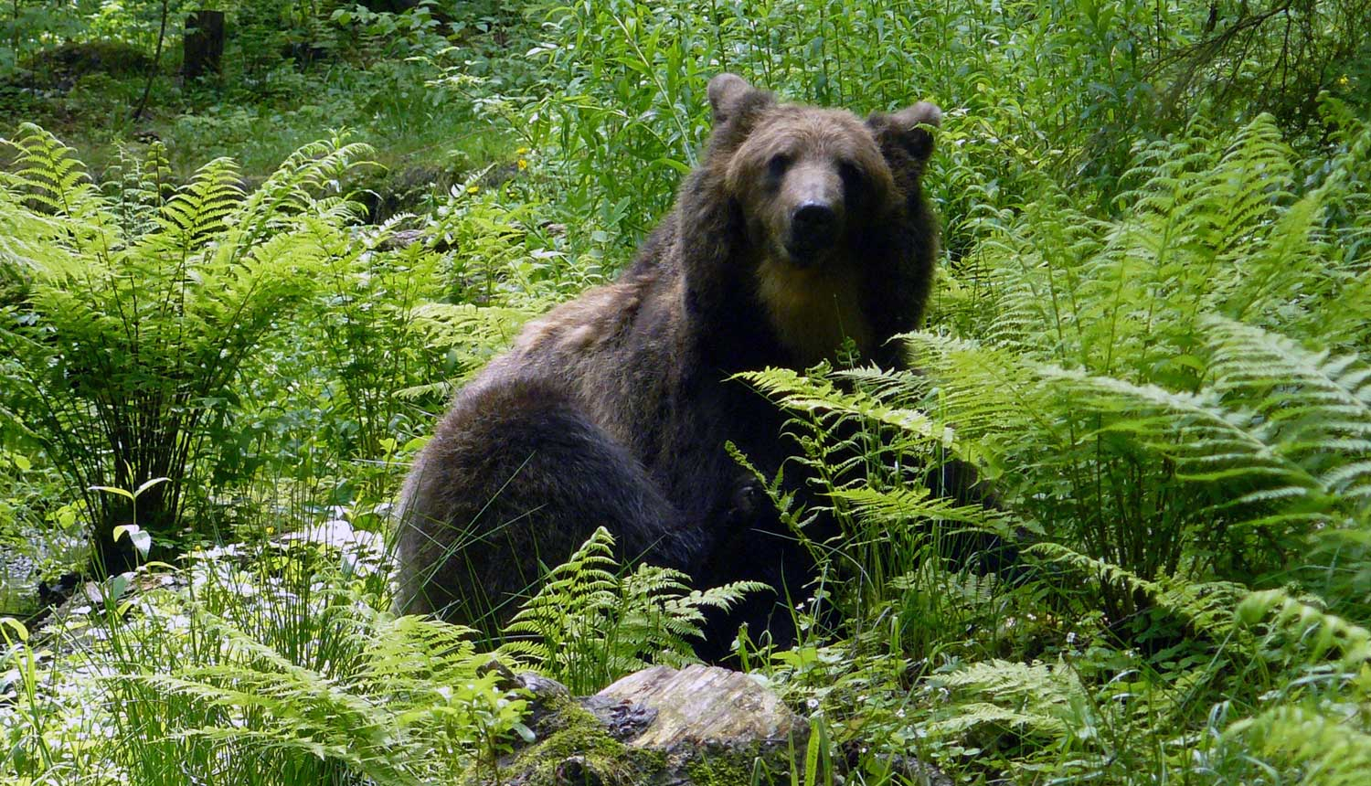 Lācene Ilzīte Līgatnes dabas takās
