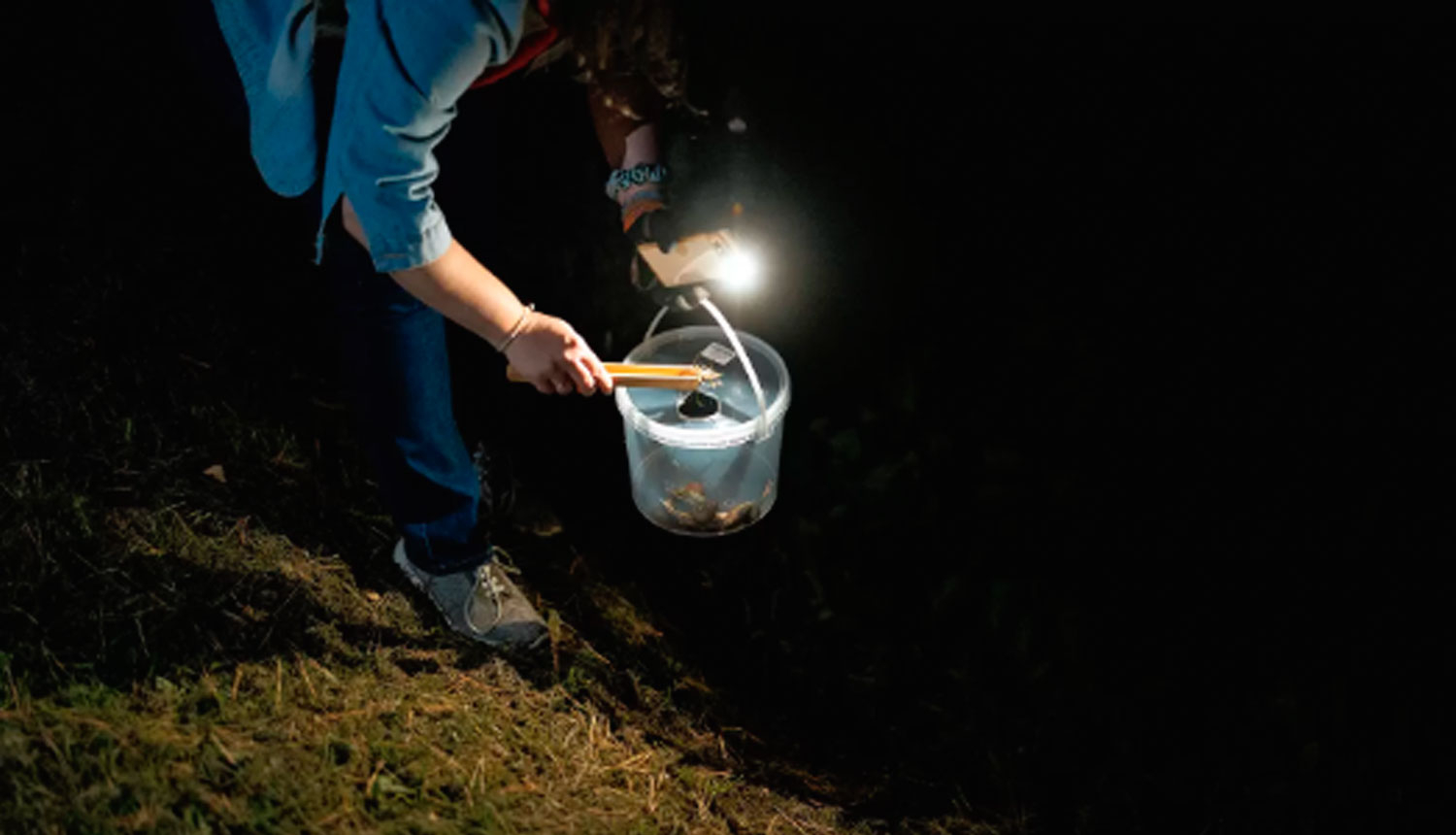 Spānija skailgliemežu ierobežošanas pasākumi