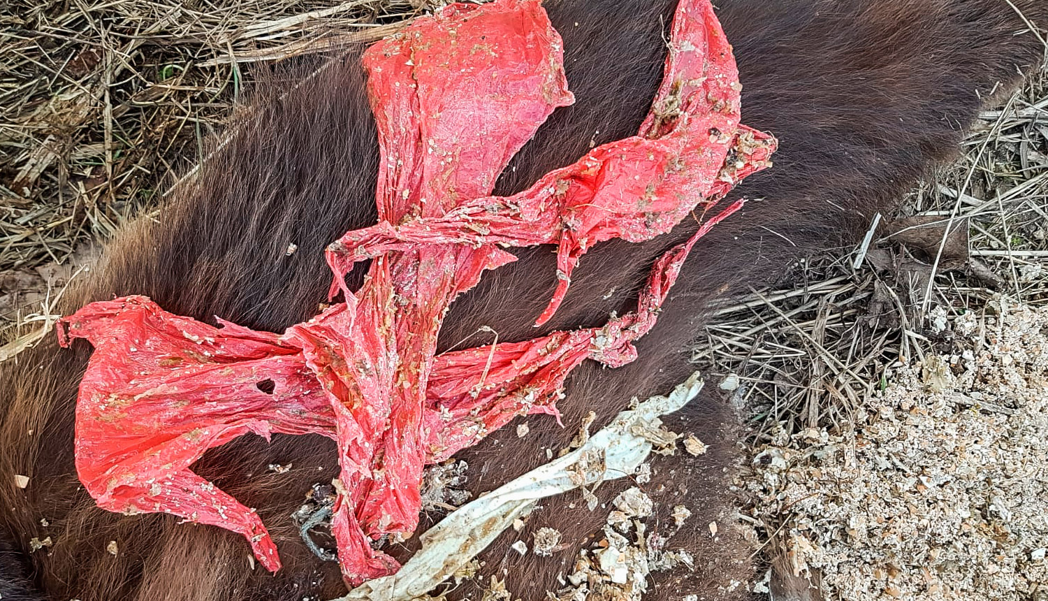 Plolietilēna maisiņš lāča kuņģī