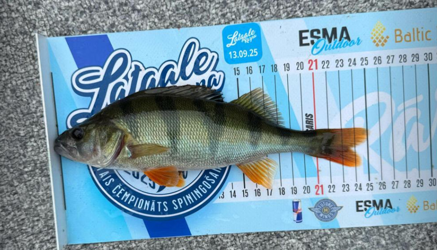 Asaris uz mērlentas