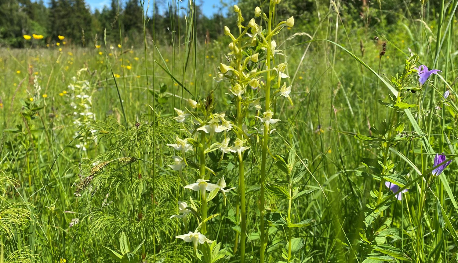 Zaļziedu naktsvijole (Platanthera chlorantha). Foto: Maija Rēna. DAP