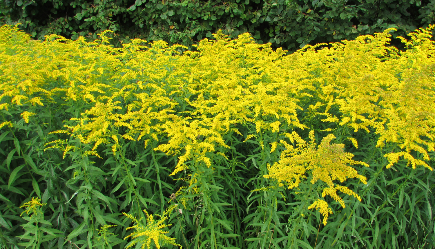 Kanādas zeltslotiņa