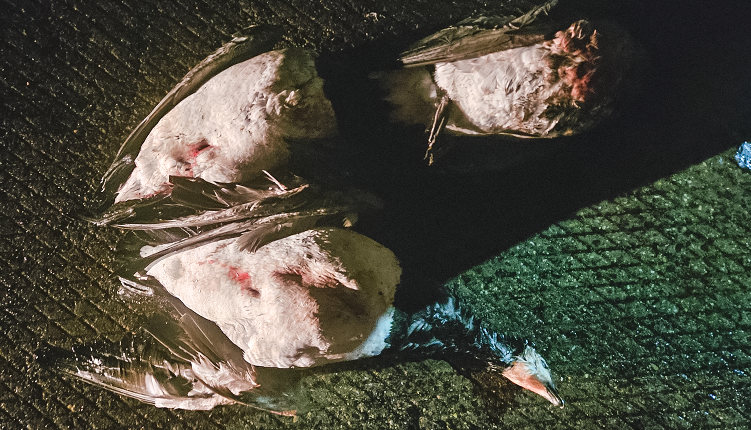 Nomedītas baltvaigu zosis