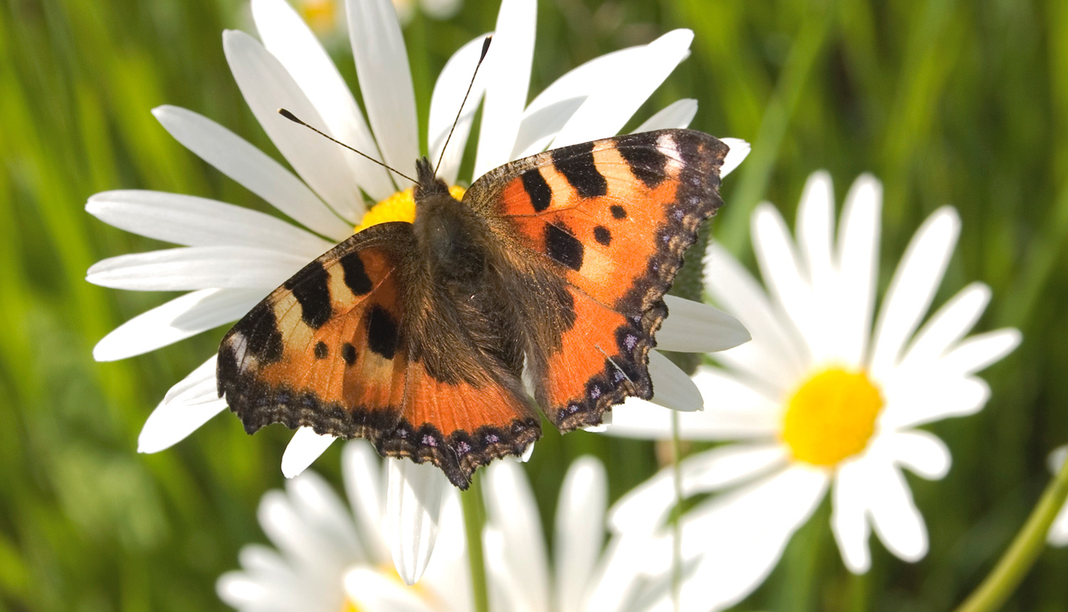 Dienas taurenis sēž uz margrietiņas zieda
