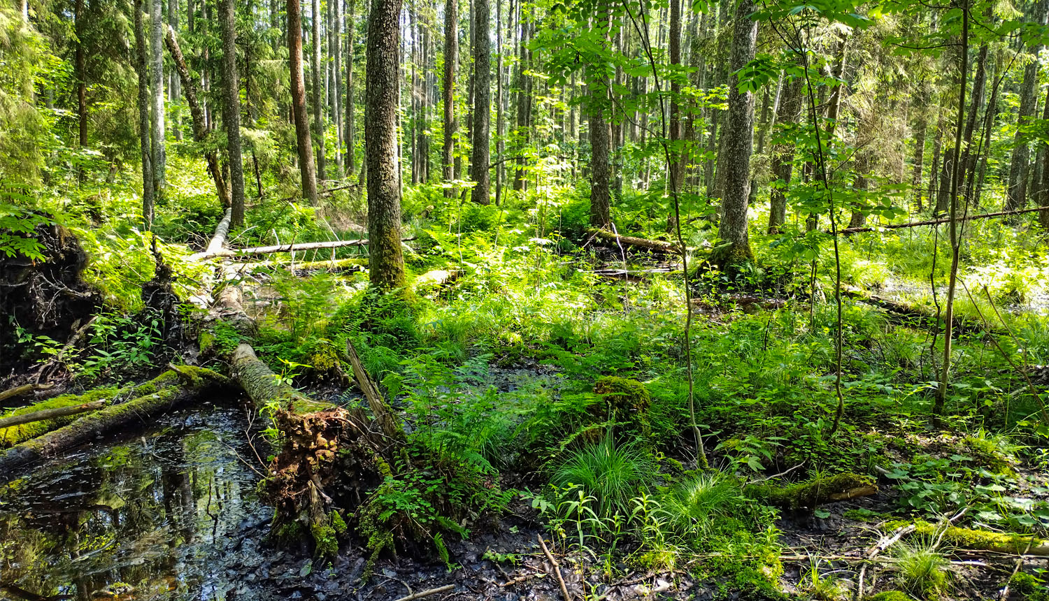 Dabas liegums Murmastienes staignāju meži. Foto Dagnis Vasiļevskis