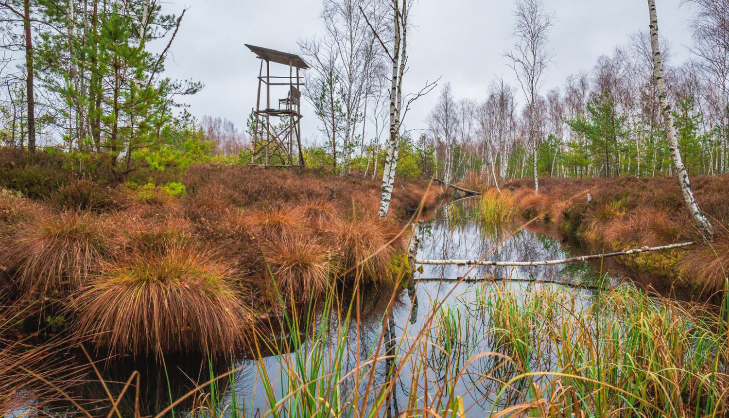 dabas liegums Sedas purvs