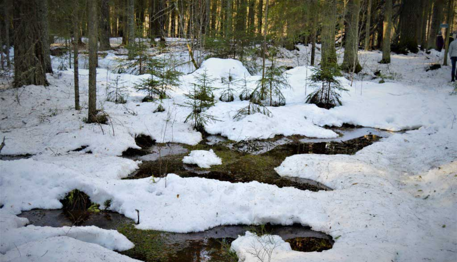 Stompaku purvs ziemā