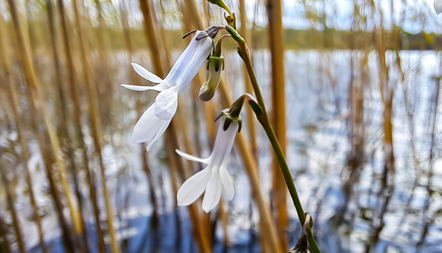 Dortmaņa lobēlija. Foto Andris Soms