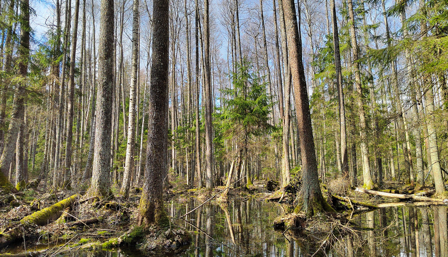 Dabas parks Vecumu meži