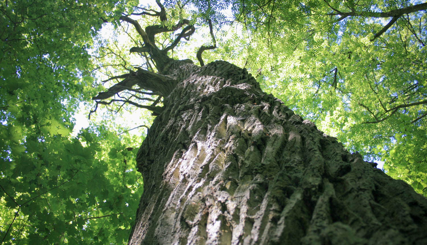 Liels vecs koks Moricsalas dabas rezervātā