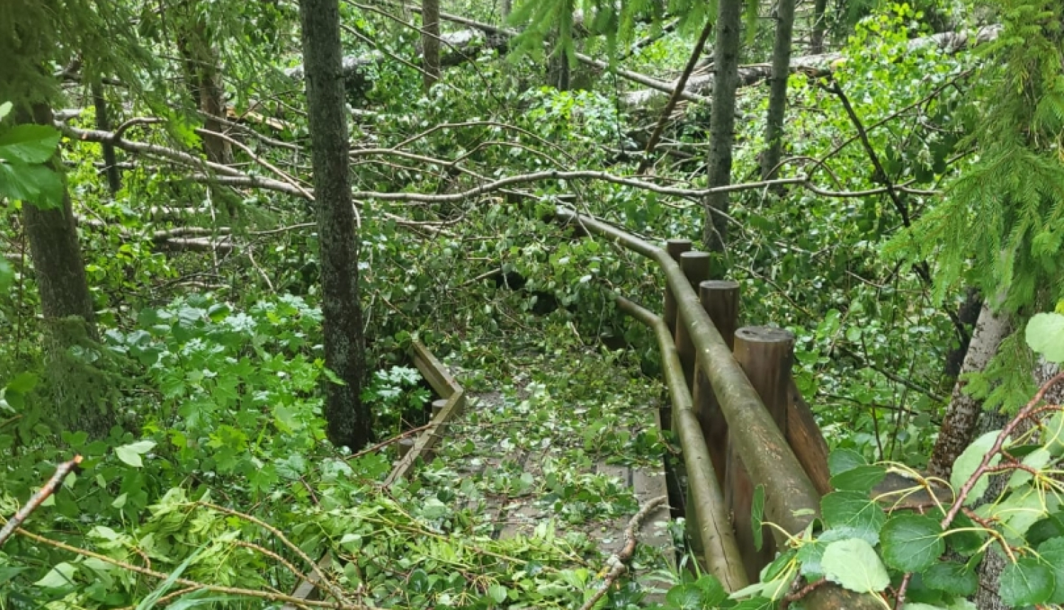 Dumbrāja laipa pēc vētras