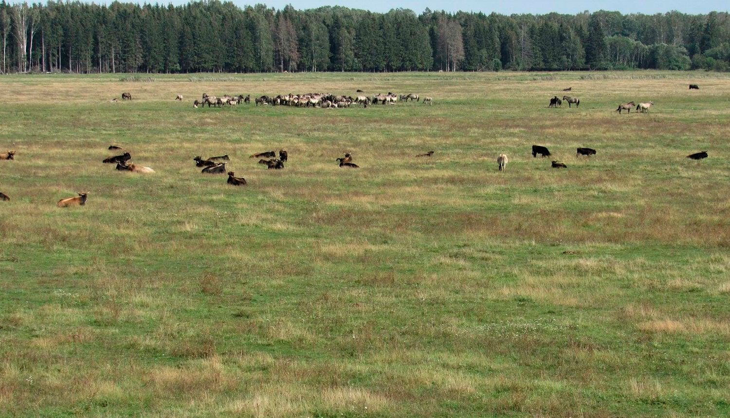 Ķemeru Nacionālā parka Dunduru pļavās ganās liellopi