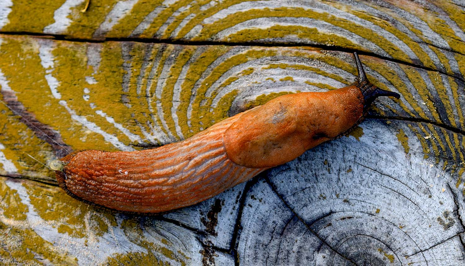 Spānijas kailgliemezis