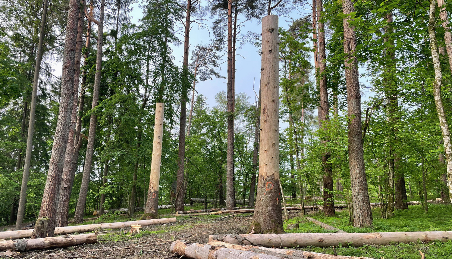 izzāģēti bīstami koki pie Ķeizarskata 2025. gadā