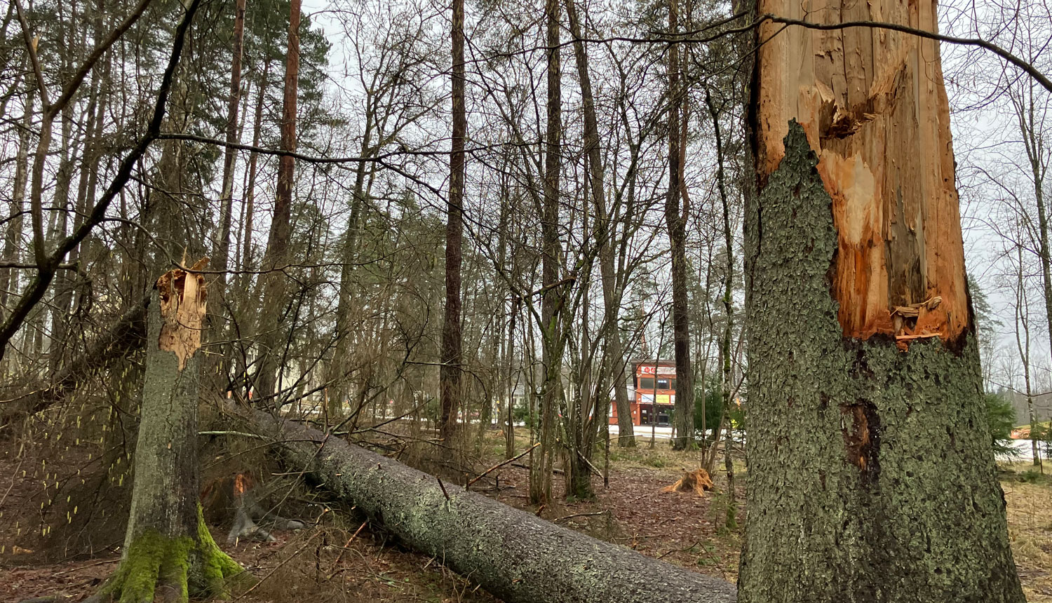 Koki pie Laurenčiem