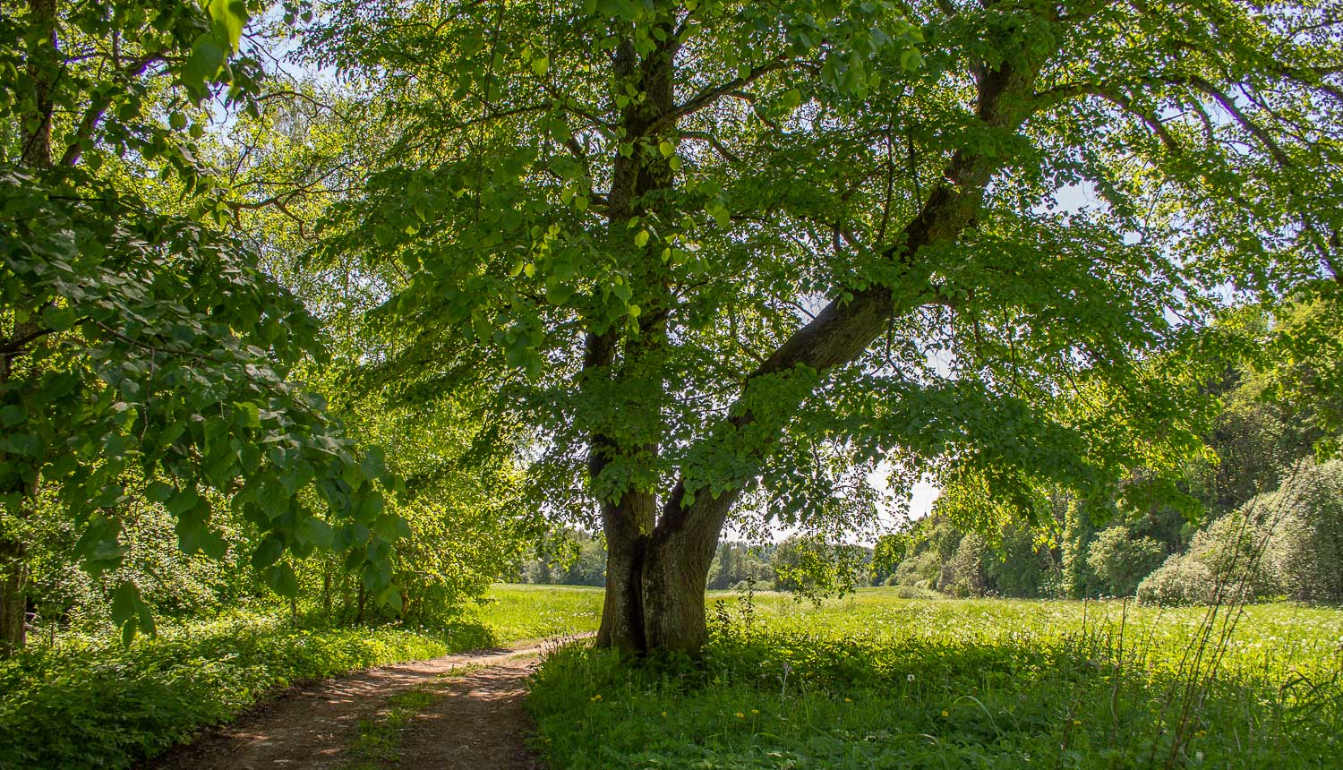 Gaujas Nacionālais parks. Balonu pļava