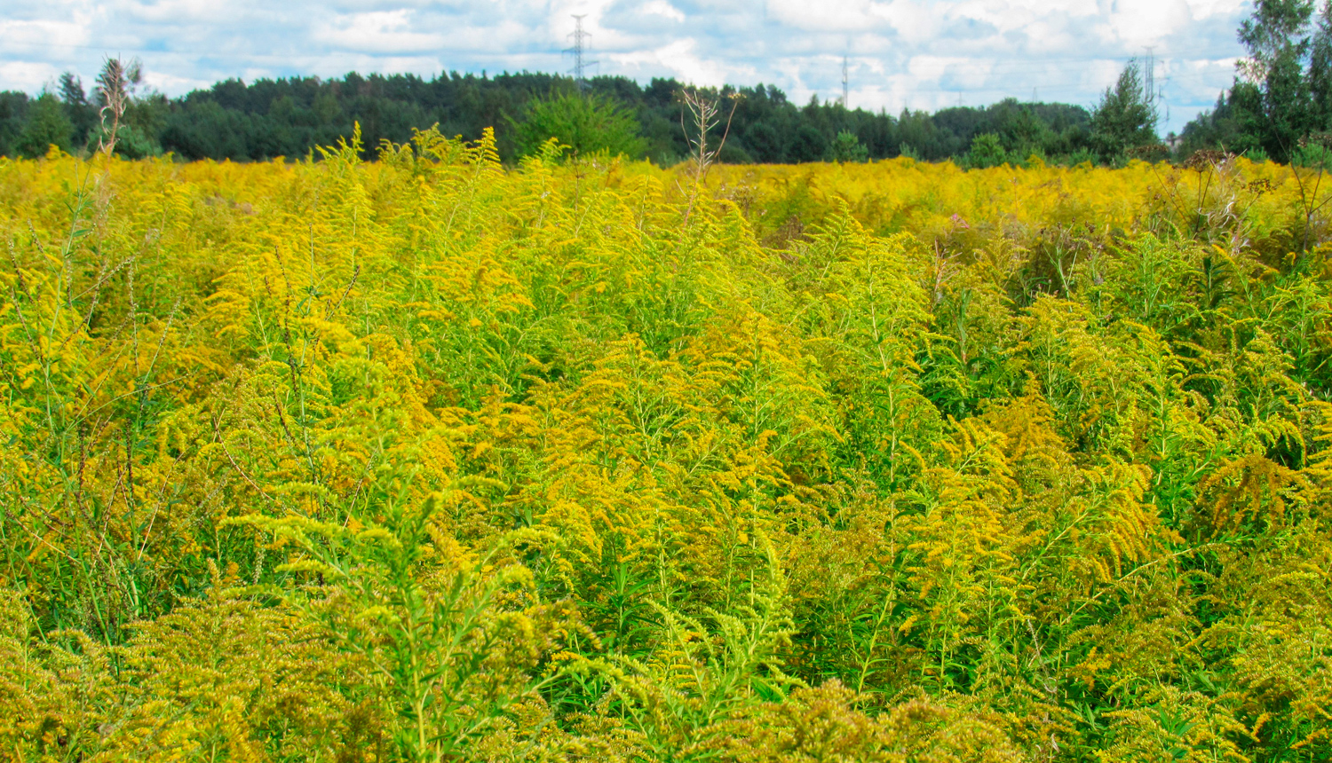 Invazīva siga - Kanādas zeltgalvīte
