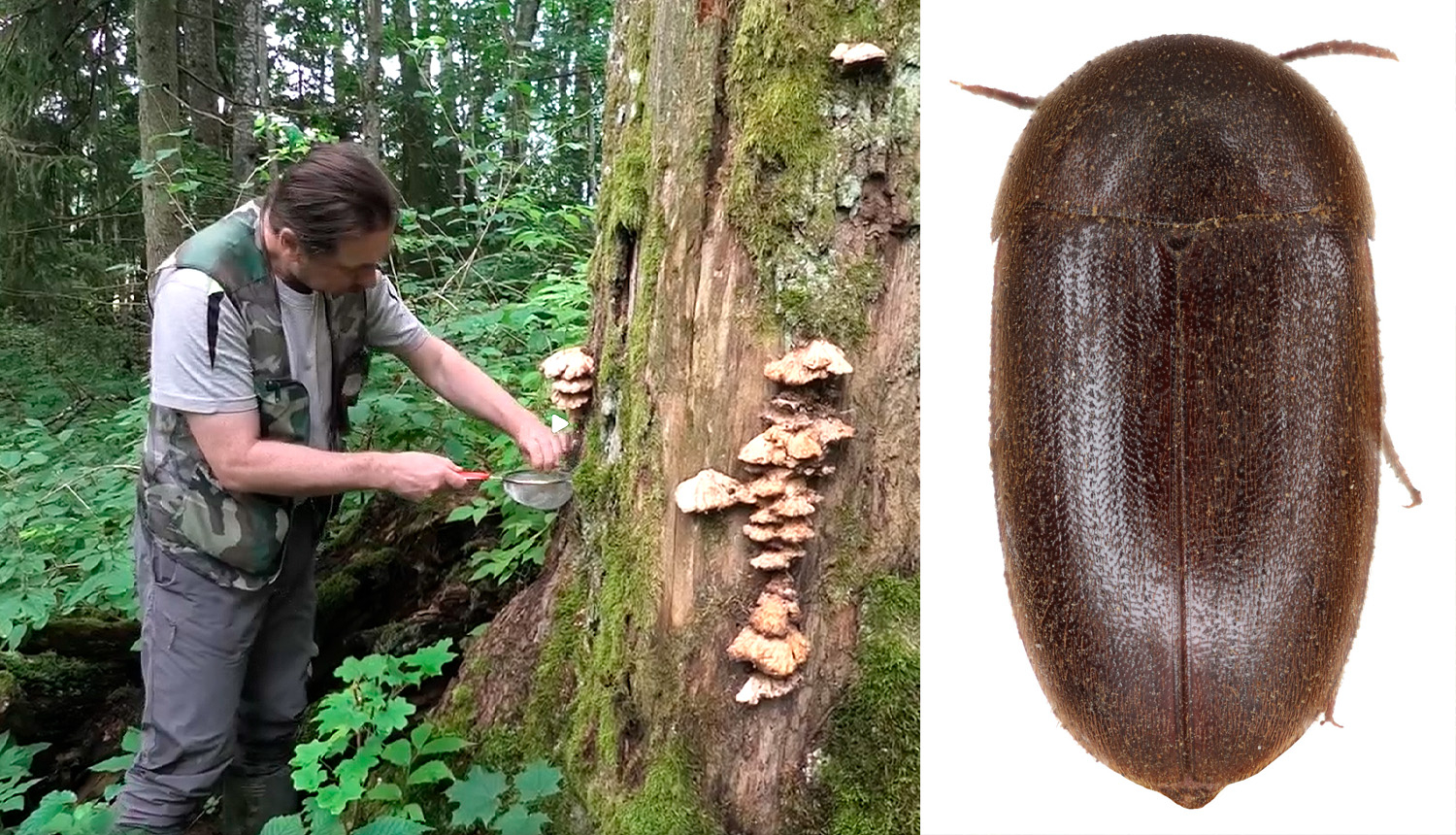 Attēlā pa kreisi - eksperts Dmitrijs Teļnovs apseko atradni. Video Ruslans Matrozis. Attēlā pa labi - tumšā piepjložņa (Eustrophus dermestoides). Foto Dmitrijs Teļnovs.