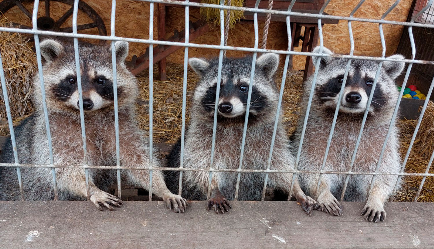 Trīs jenoti aiz žoga