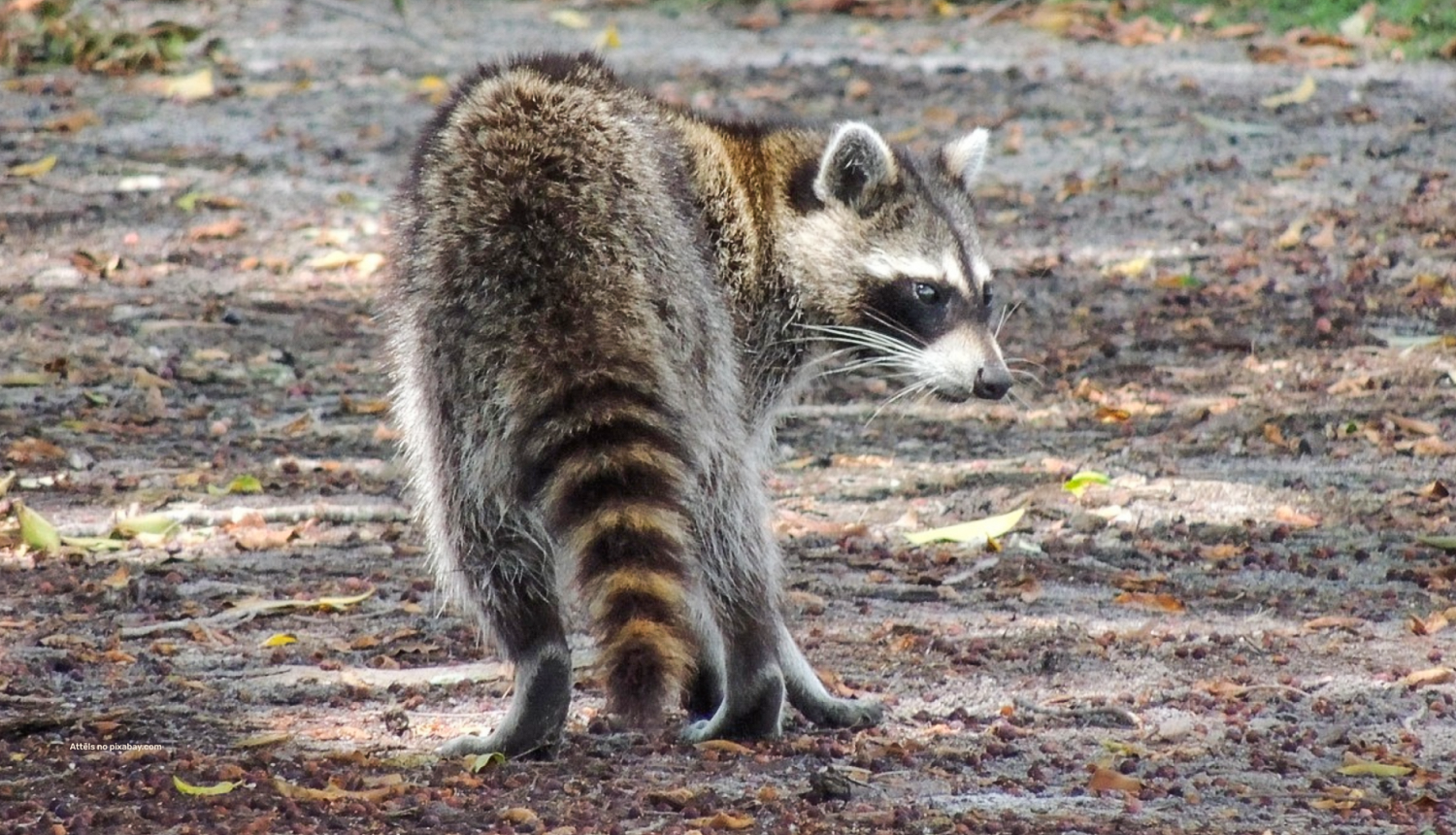 Jenots. Foto VMD arhīvs