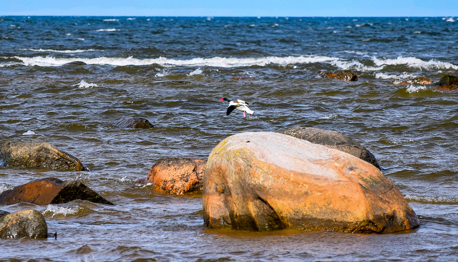 Liels akmens jūrā, lido Sāmsalas dižpīle