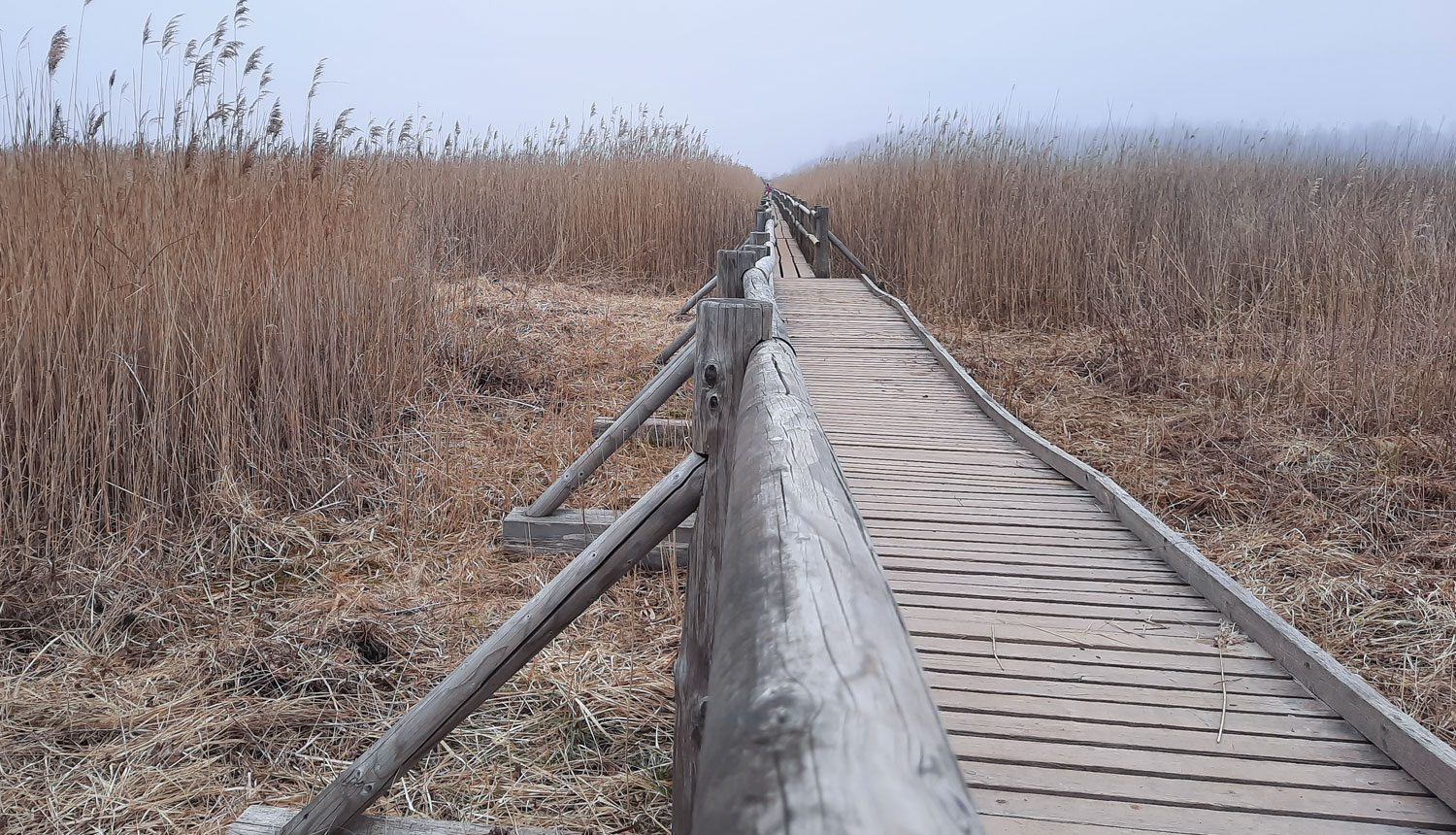 Kaņiera niedru laipa