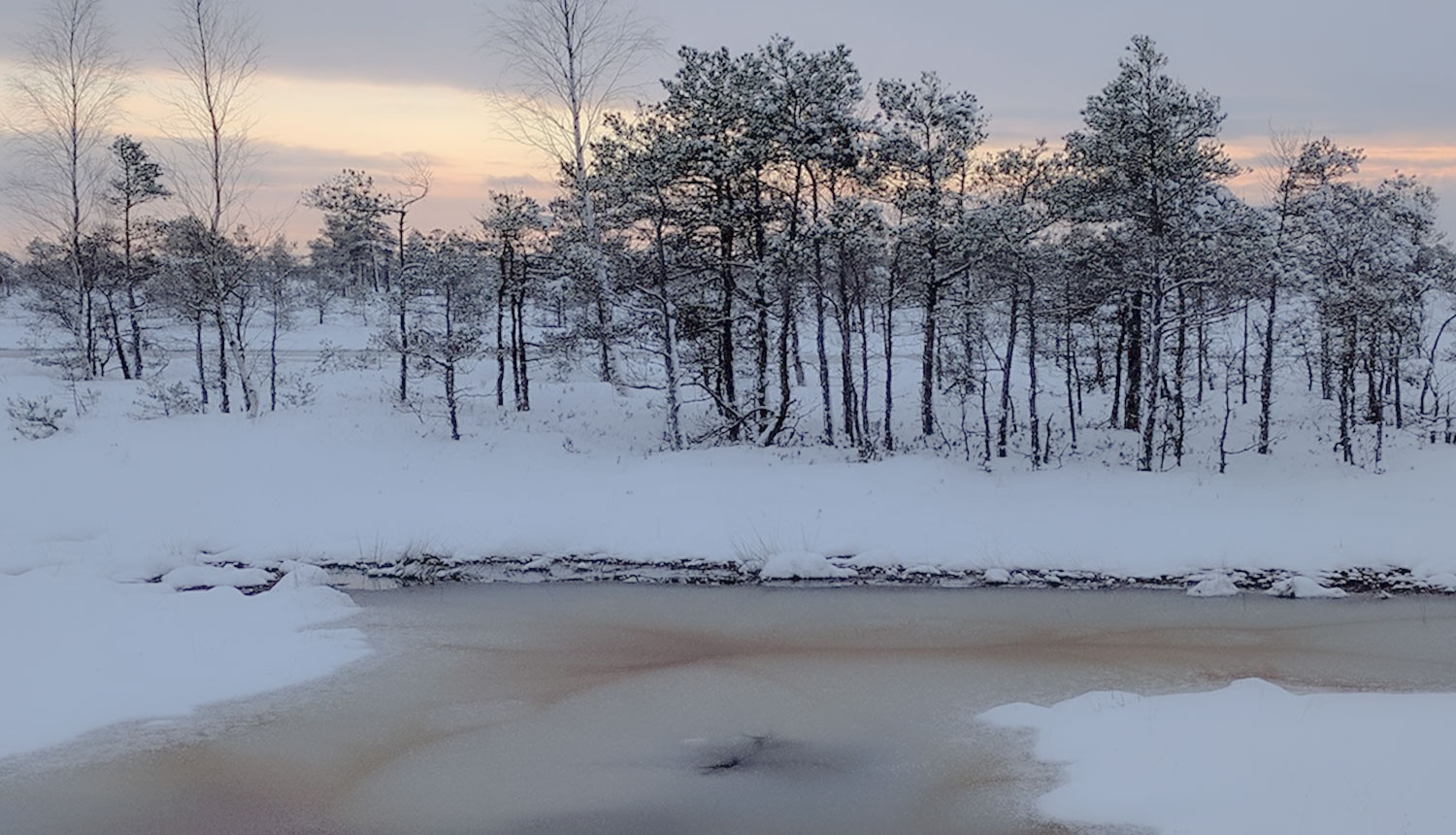 Purvs Ķemeru Nacionālajā parkā