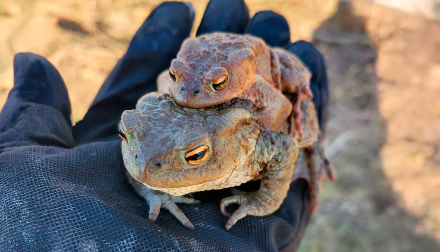 Krupju pāris plaukstā 