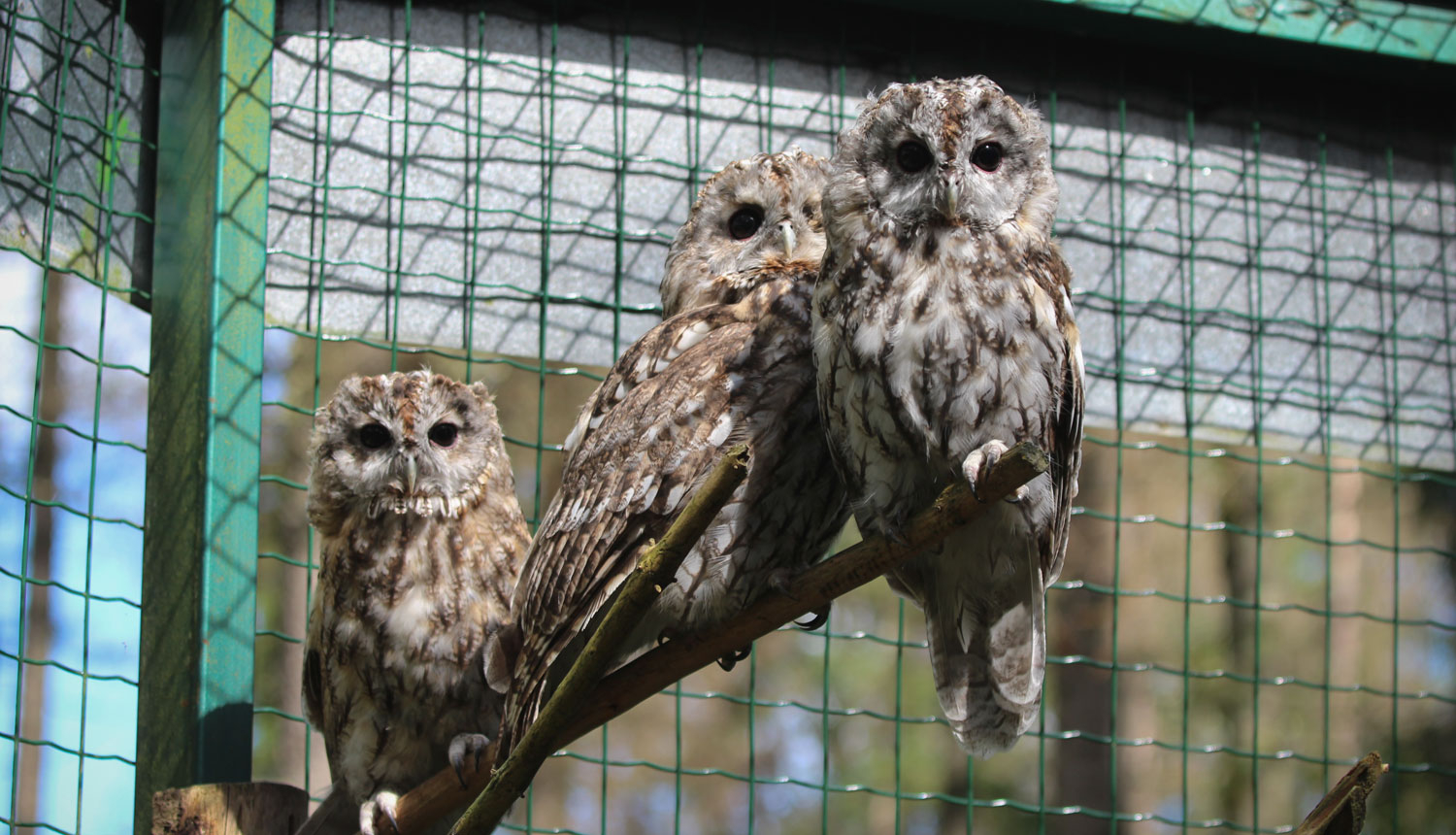 Pūce Kripatiņa sēž uz zara