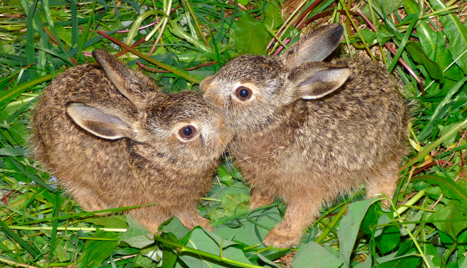 Divi zaķu bērni sēž zālē