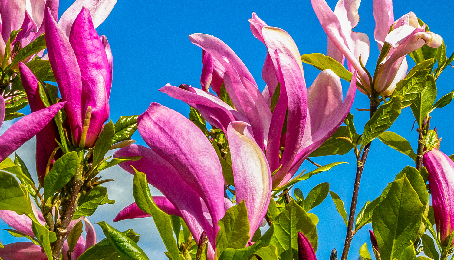 Magnolija