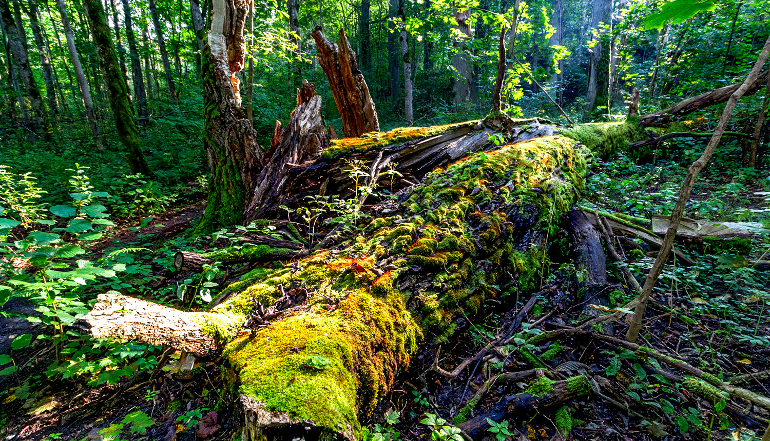 Liela, ar sūnām noaugusi, rīta saules apspīdēta oša krita.