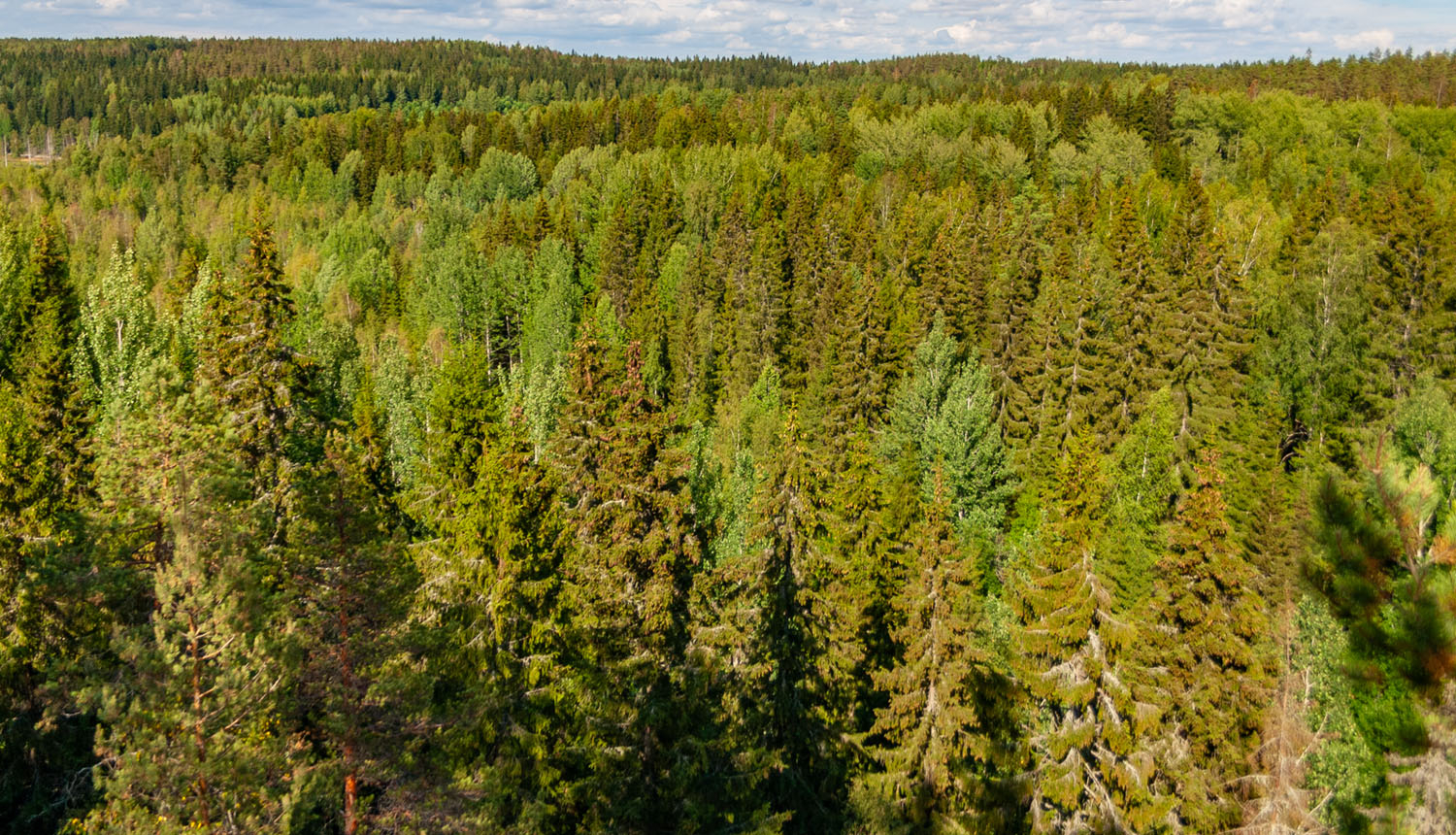 Meža ainava virs koku galotnēm