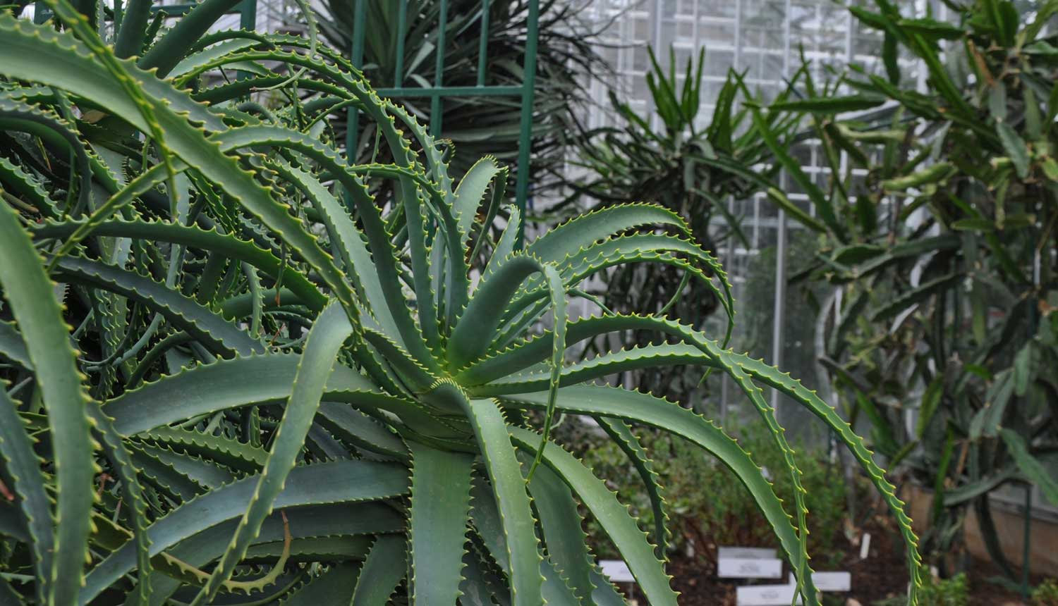 Alveja Nacionālajā botāniskajā dārzā