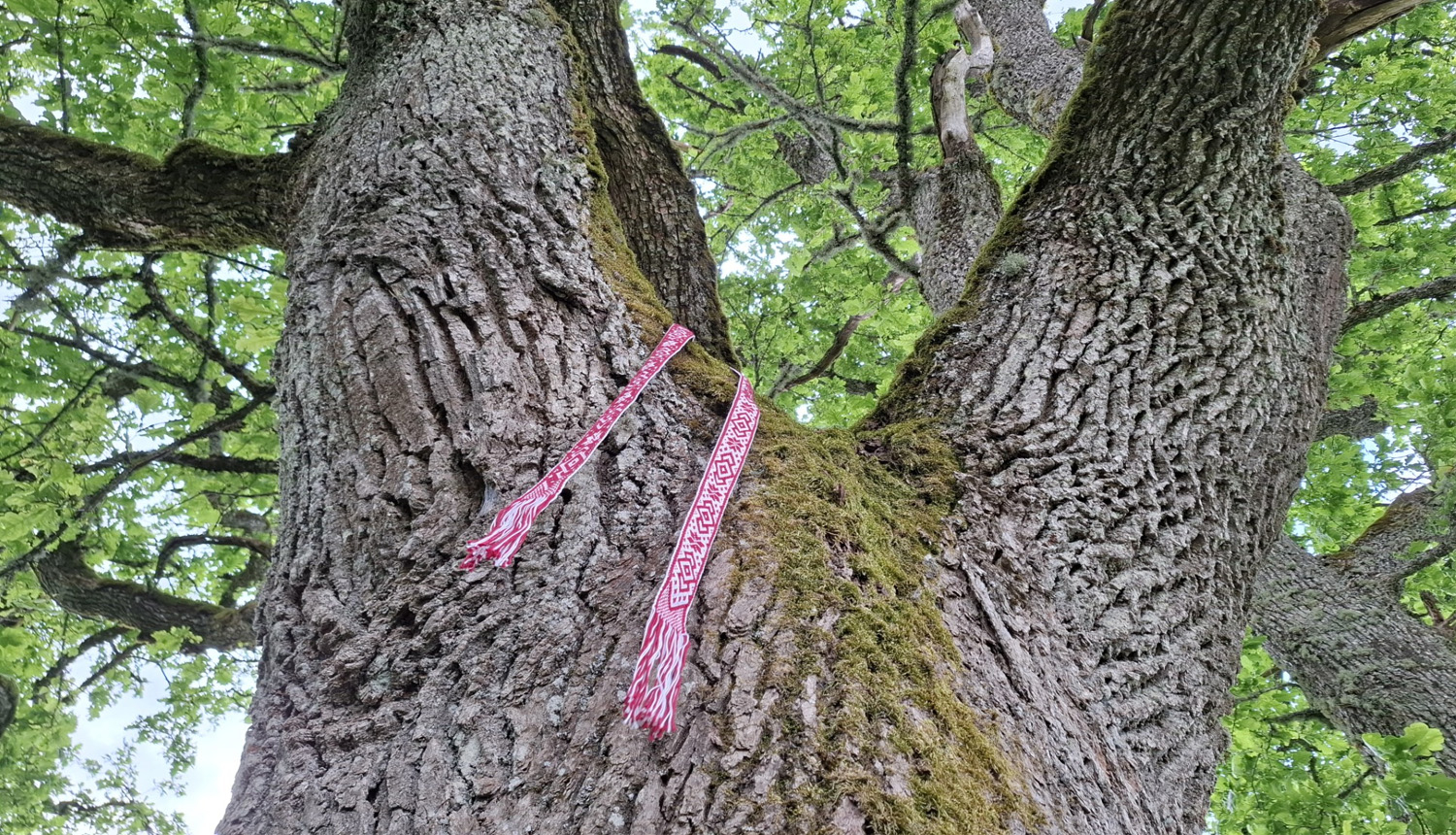 Ozols ar tautisku jostu