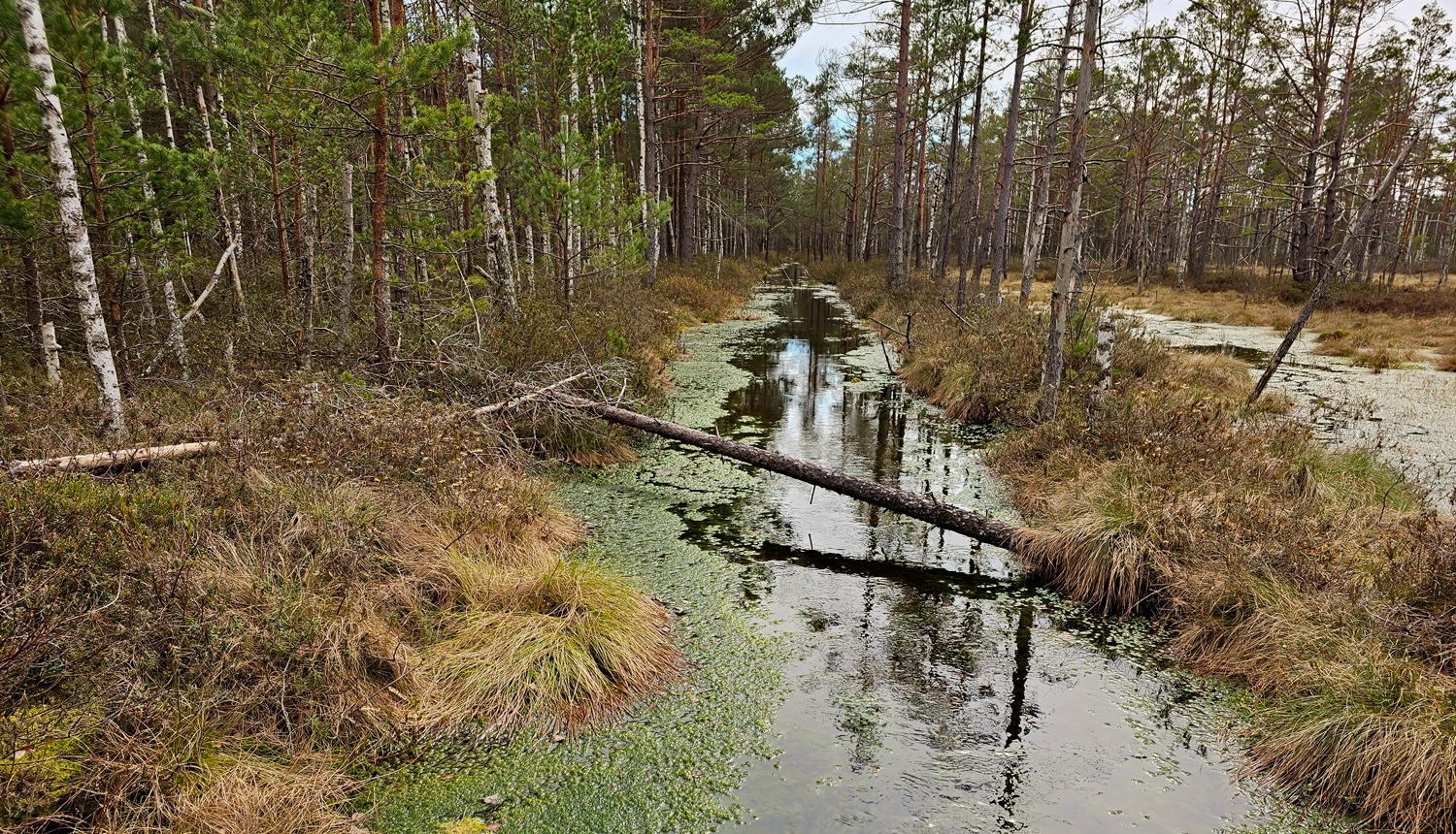 Purva atjaunošanas darbi