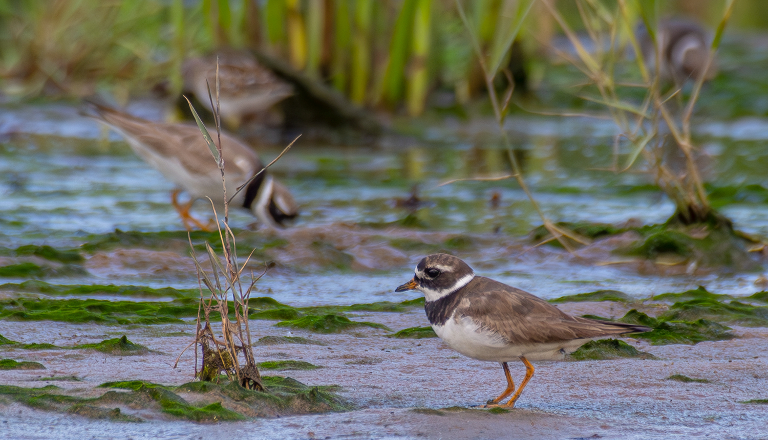 Smilšu tārtiņi ūdens malā