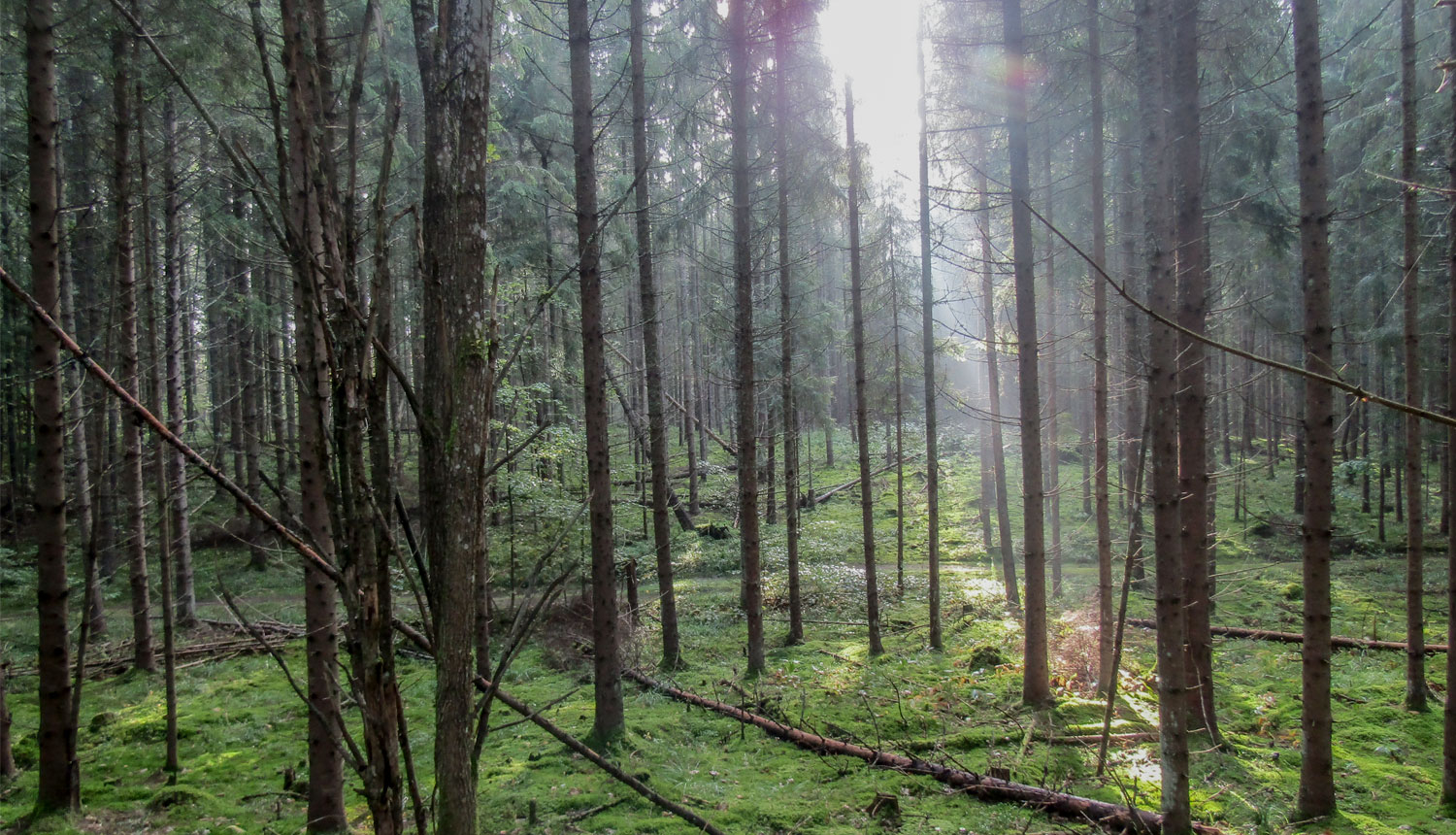 Obiteļa mežs rāznas Nacionālajā parkā