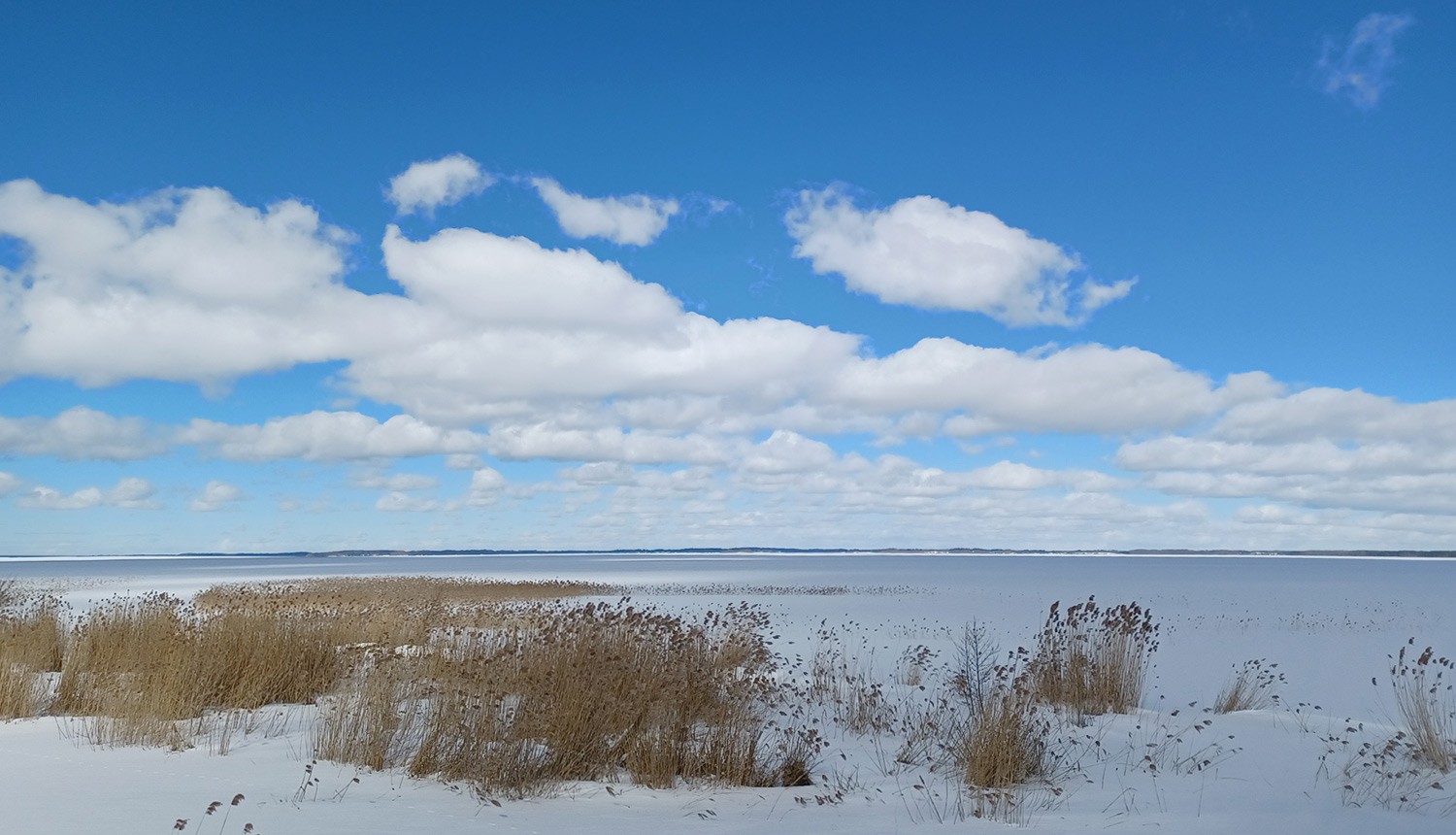 Rāznas ezers ziemā. Sauklaina diena ar zilām debesīm un baltiem mākoņie. Priekšpusē sasnigušas niedres. Aiz tām līdz horizontam balts klajums - aizsalis ezers.