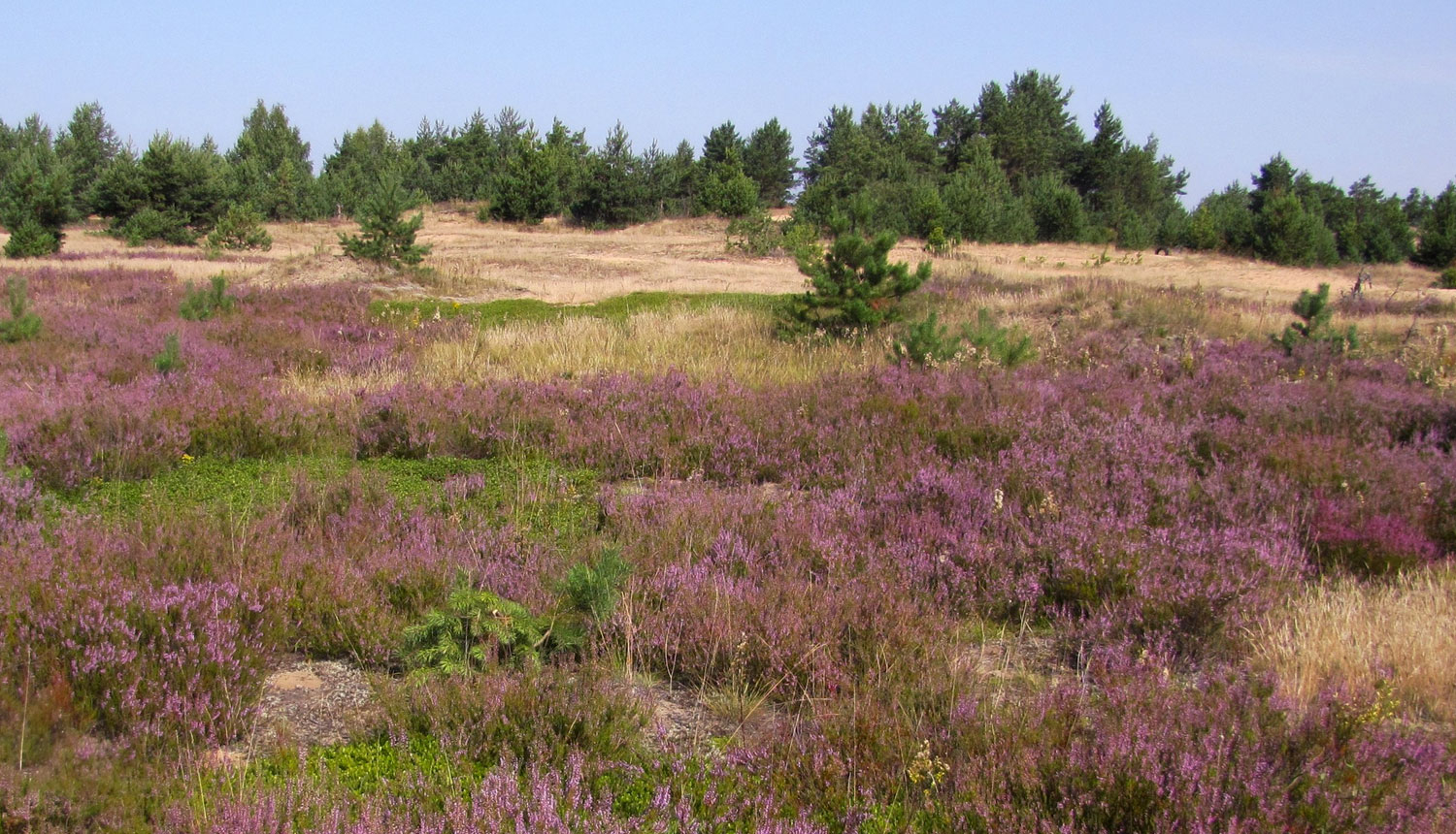 Pelēkā kāpa Slīteres Nacionālajā parkā