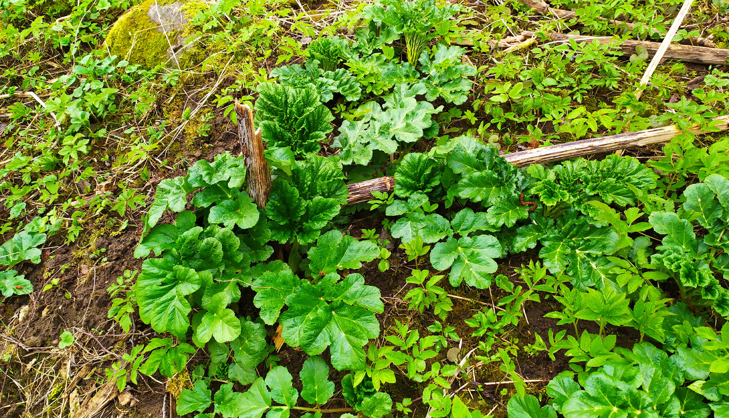 Sosnovska latvānis agri pavasarī